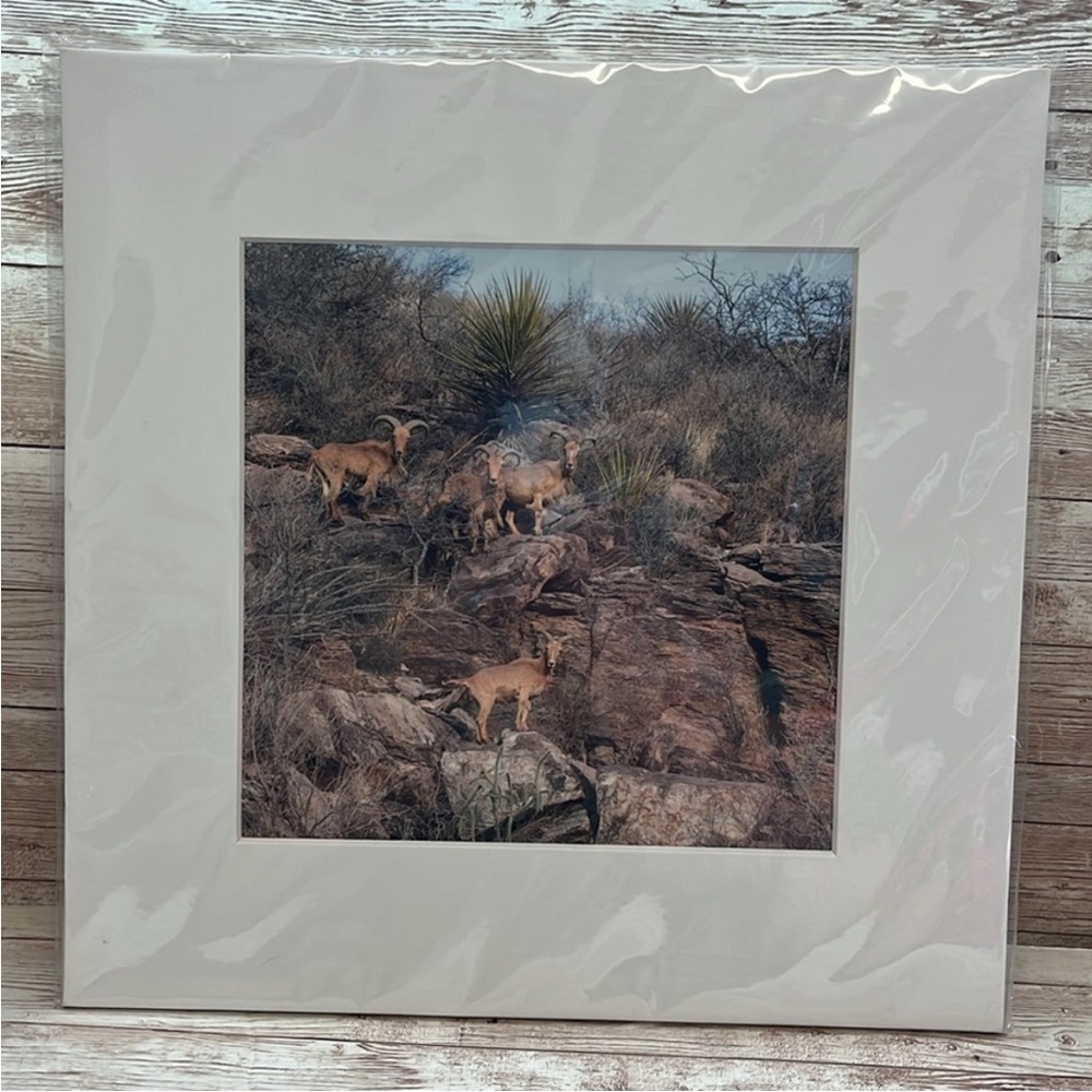 “Aoudad on the Lookout” by Cathryn A. Hoyt framed Picture from Fort Davis TX